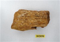 藏品(馬來長吻鱷上顎骨化石)的圖片